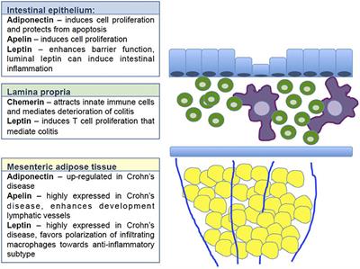 Adipokines and Their Role in Intestinal Inflammation